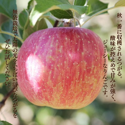 りんご つがる(長野県産秀品)10kg【2026年9月上旬～9月中旬頃発送予定】