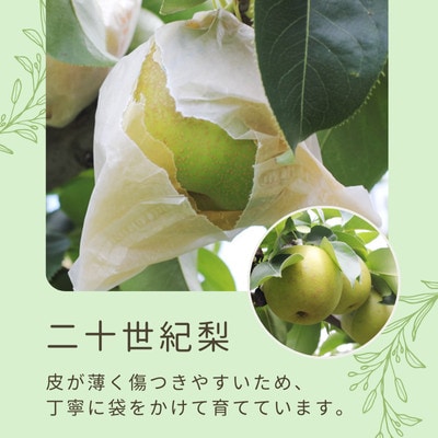 梨 二十世紀(長野県産秀品)5kg【2026年9月上旬～9月下旬頃発送予定】