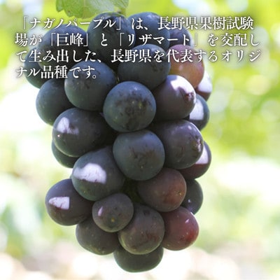ぶどう ナガノパープル(長野県産秀品)1kg【2026年8月下旬～10月上旬頃発送予定】