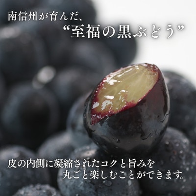ぶどう ナガノパープル(長野県産秀品)1kg【2026年8月下旬～10月上旬頃発送予定】