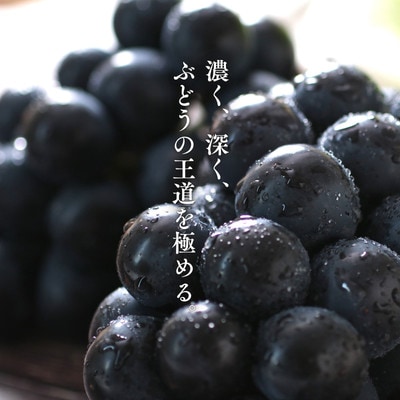 ぶどう ナガノパープル(長野県産秀品)2kg【2026年8月下旬～10月上旬頃発送予定】