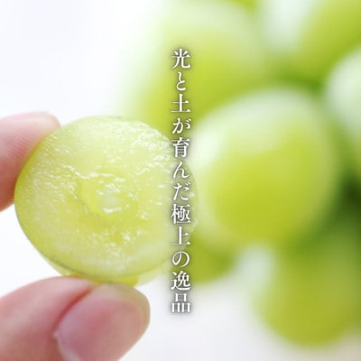 ぶどう シャインマスカット(長野県産秀品)2kg【2026年9月下旬～11月上旬頃発送予定】