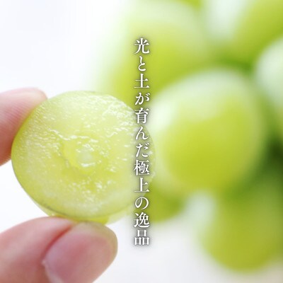 ぶどう 氷温貯蔵シャインマスカット(秀品)1kg【2026年11月中旬～12月下旬頃発送予定】