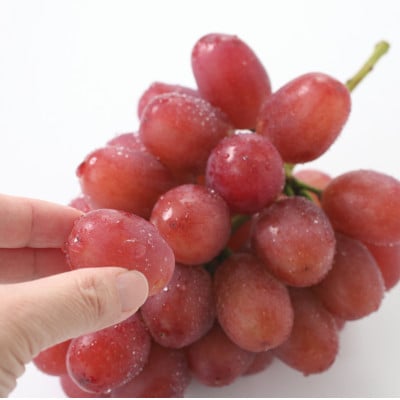ぶどう クイーンルージュ(長野県産秀品)約2kg【2026年10月中旬～11月上旬頃発送予定】