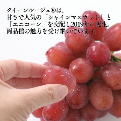 ぶどう クイーンルージュ(長野県産秀品)約2kg【2026年10月中旬～11月上旬頃発送予定】