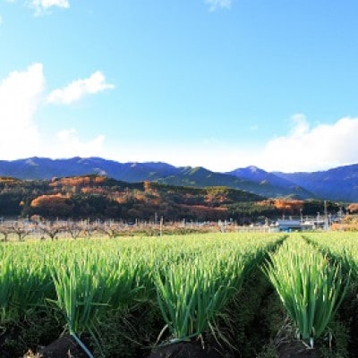 【南信州産】土付きねぎ　約3kg　11月中旬より順次発送開始　　JA24