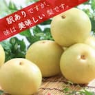 梨 二十世紀 訳あり 約5kg/9月上旬～下旬頃発送予定 長野県 南信州 20世紀 自宅用 JA43