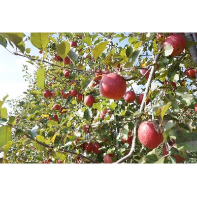 【南信州産】　サンふじ　秀品　約2.5kg　8～10玉　11月下旬～順次発送
