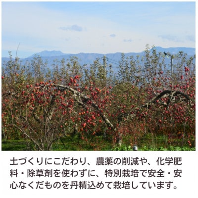 創業100年!関農園の特別栽培認証シナノスイート 約5kg 長野県 南信州 SN02