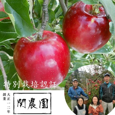 創業100年!関農園の特別栽培認証 紅玉 約4.5kg 長野県 南信州 SN03