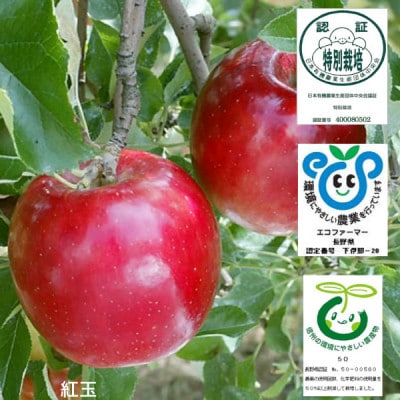 創業100年!関農園の特別栽培認証 紅玉 約4.5kg 長野県 南信州 SN03