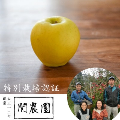 創業100年!関農園の特別栽培認証 シナノゴールド 約5kg 長野県 南信州  SN04
