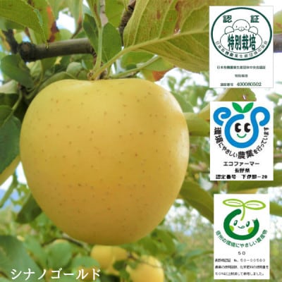 創業100年!関農園の特別栽培認証 シナノゴールド 約5kg 長野県 南信州  SN04