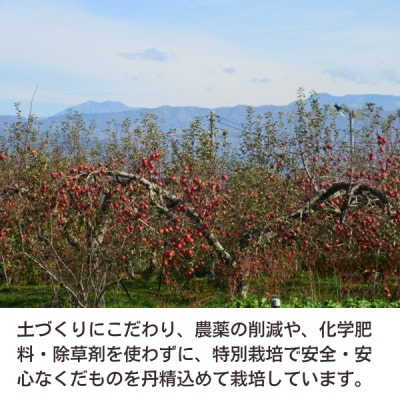 創業100年!関農園の特別栽培認証 シナノゴールド 約5kg 長野県 南信州  SN04