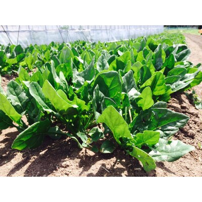 季節の野菜詰め合わせセット【離島・北海道・沖縄・九州配送不可】