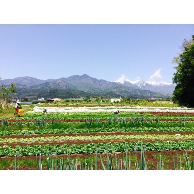 季節の野菜詰め合わせセット【離島・北海道・沖縄・九州配送不可】