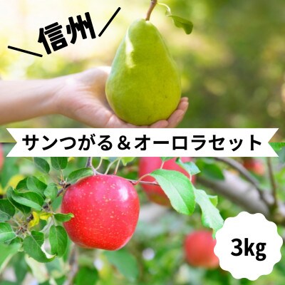 【信州松川町産】サンつがる&オーロラ2種類セット(9月上旬～9月中旬発送予定)　約3kg