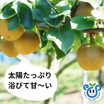 【信州松川町産】南水5kg (10月上旬～10月中旬発送開始予定)