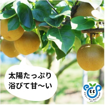 【信州松川町産】 南水 約3kg 栽培期間中農薬を極力減らし栽培 エコファーマー認証 HF06