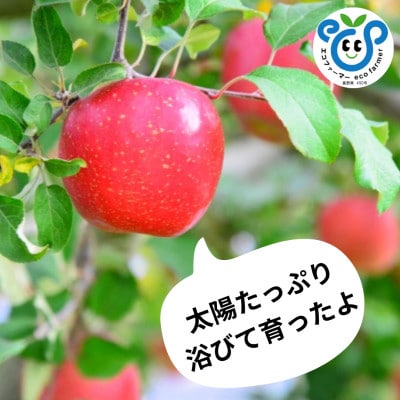 【信州松川町産】サンふじ 5kg 栽培期間中農薬を極力減らし栽培 エコファーマー認証 HF12