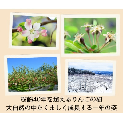 信州松川町産りんご　4種のジャムセット