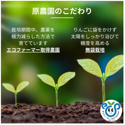 【長野県松川町産】サンふじ100%りんごジュース 1L×6本セット (ストレート)