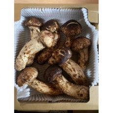 坂城町産収穫　松茸　約1kg