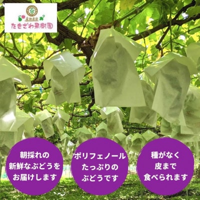 ふるさと納税　ナガノパープル1kg以上 (2房～3房)
