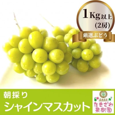 ふるさと納税　シャインマスカット1kg以上(2房)