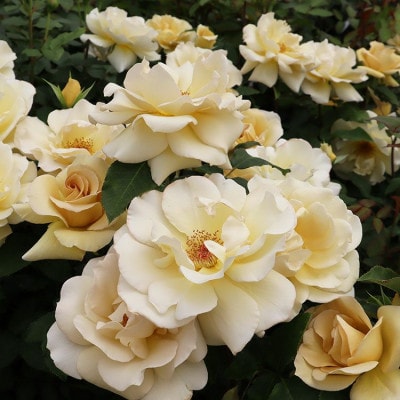 バラ苗 「Rose for You 1鉢」大苗 / ぼかし肥料付き THE ROSE SHOP直送