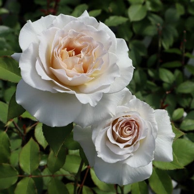 バラ苗 「Rose for You 1鉢」大苗 / ぼかし肥料付き THE ROSE SHOP直送