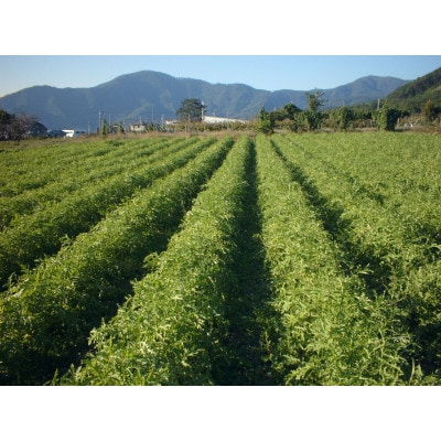 信州坂城町特産品「ねずみ大根(土付き)」10kg