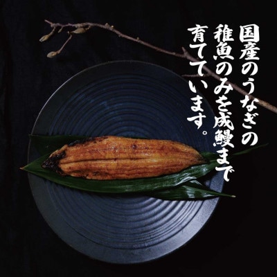 三河高浜産三代目養鰻家の白焼きメスうなぎ 5尾(875g以上)