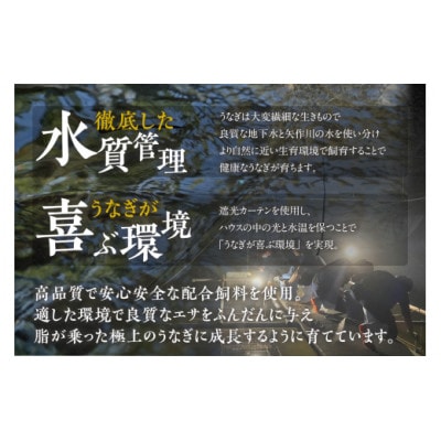 三河高浜産三代目養鰻家の白焼きメスうなぎ 5尾(875g以上)