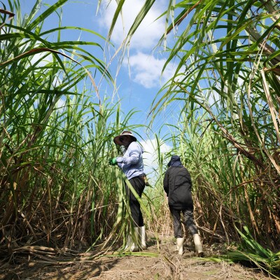 《ウージ染め》手織り角帯　little achakan
