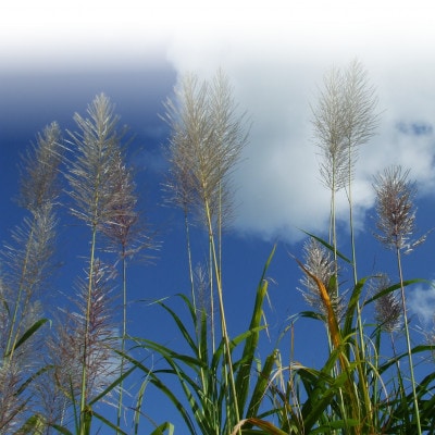 【ウージ染め】花穂染め帯揚げ