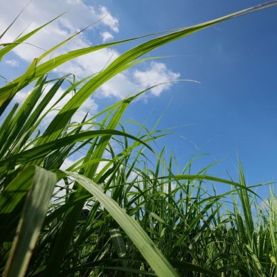 【さとふる限定】【ウージ染め】三線手織り胴巻き<ティーガー>