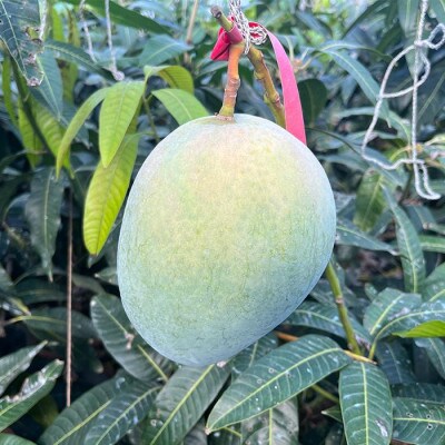 2024年発送】キーツマンゴー約2.5kg(白箱)訳ありご家庭用 | 沖縄県 