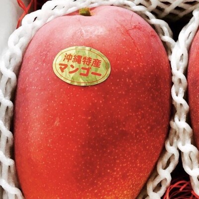 豊見城産アップルマンゴー 贈答用特A 4kg(大玉8個) | 沖縄県豊見城市 