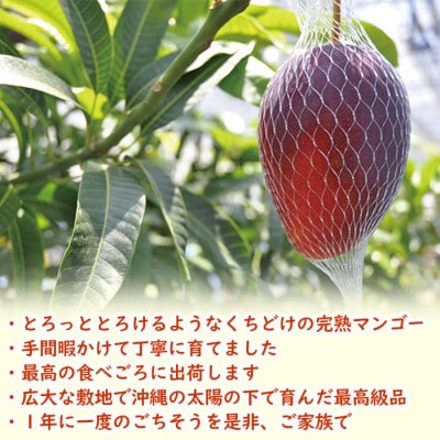 【2024年発送・先行受付】<訳あり>生産者直送の完熟濃厚アップルマンゴー4kg(10～12玉)