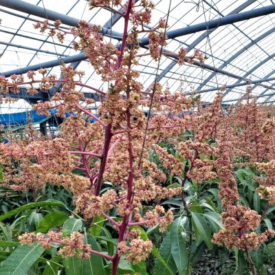 【2026年発送】沖縄県豊見城市産アップルマンゴー 約1.5kg