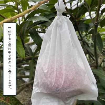 【2026年発送】★訳あり★沖縄県豊見城市産アップルマンゴー 約1.5kg