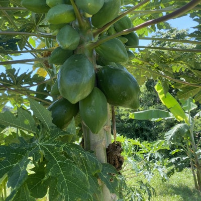 パパイヤ、パパイヤシリシリ詰め合わせセット