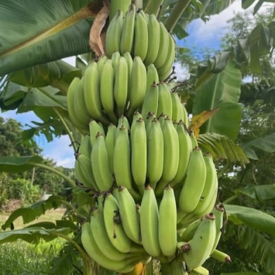 沖縄県豊見城市産　琉球黄金バナナ約3kg