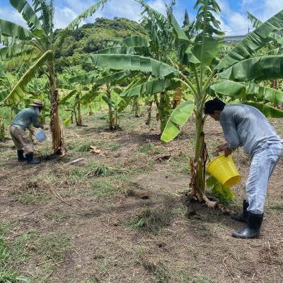 沖縄県豊見城市産　琉球黄金バナナ約3kg