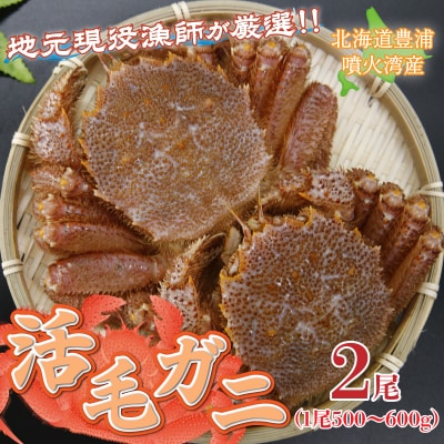 ※先行受付【地元現役漁師が厳選】活毛ガニ 2尾 (1尾500～600g)毛ガニ 冷蔵 TYUR033