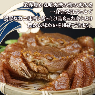 ※先行受付【地元現役漁師が厳選】活毛ガニ 2尾 (1尾500～600g)毛ガニ 冷蔵 TYUR033