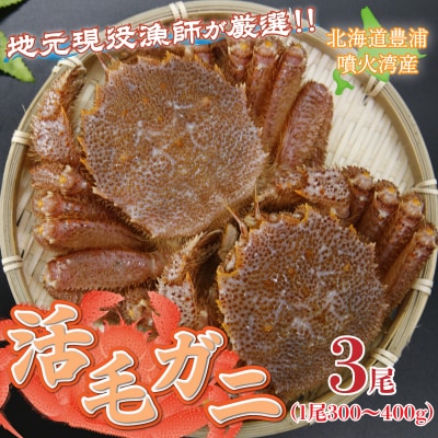 【先行受付】【地元現役漁師が厳選】活毛ガニ 3尾 (1尾 300～400g) 冷蔵 TYUR035