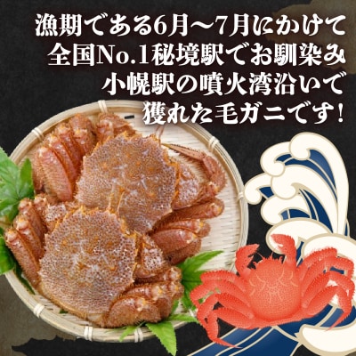 【先行受付】【地元現役漁師が厳選】活毛ガニ 3尾 (1尾 300～400g) 冷蔵 TYUR035