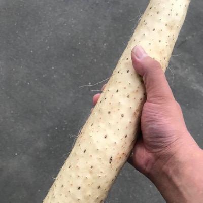 青森県産長いも　サクサク長いも　1,200g(100g×12P)食べ切りサイズ